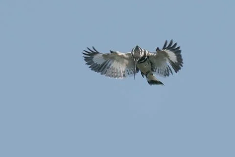 Pied kingfisher hovering Foto stock