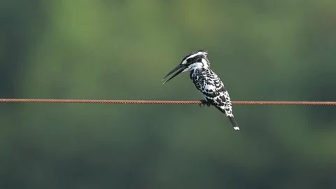 Pied Kingfisher Opening Beak While Perching on Wire 스톡 동영상 330761806