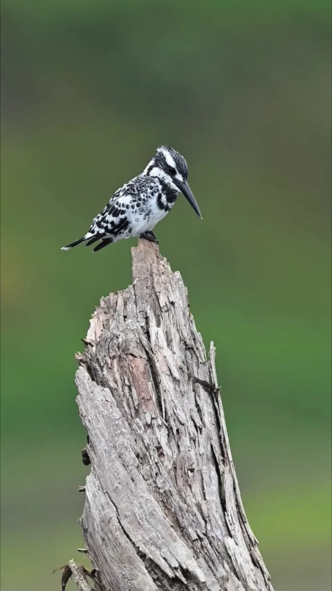 Pied Kingfisher Perched on Dry Tree Trunk Stock Footage 330716599