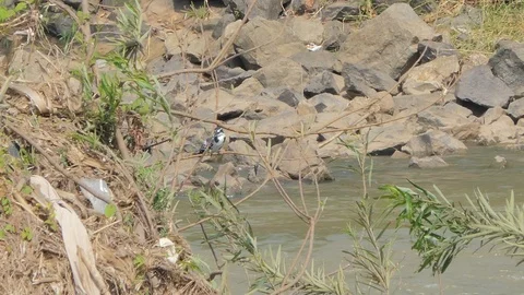 Pied Kingfisher on tree. Video stock 120086212