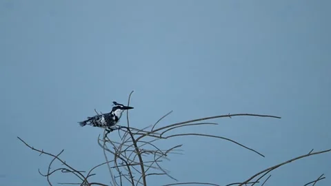 Pied Kingfishermp4 Stock-Footage 330888746