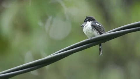 Pied Puffbird Perched on Wire in Pacific Coast Habitat 스톡 동영상 338263715