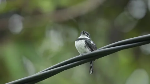Pied Puffbird Perched on Wire in Pacific Coast Habitat Stock Footage 338263863