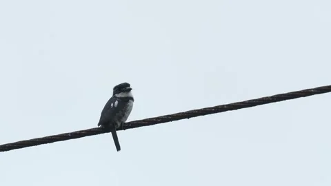 Pied Puffbird Perched on Wire in Pacific Coast Habitat 스톡 동영상 338263975