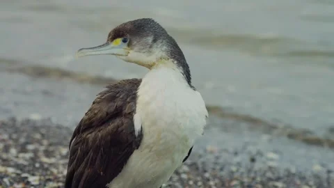 Pied shag bird standing on a pebbly shore in natural daylight close-up Stock Footage 344440341