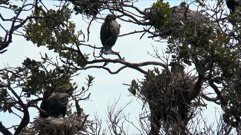 Pied Shag Nests Видео 107353932