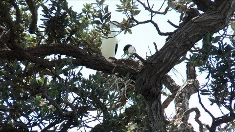Pied Shag Pair nesting Видео 107353935