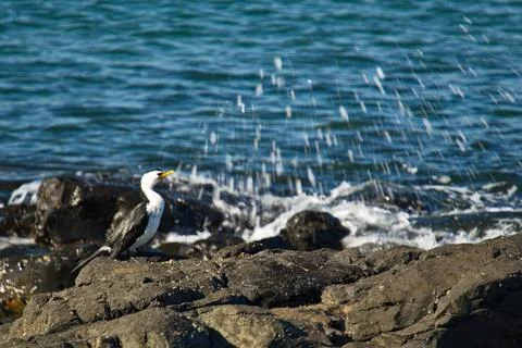Pied Shag Stock Photos