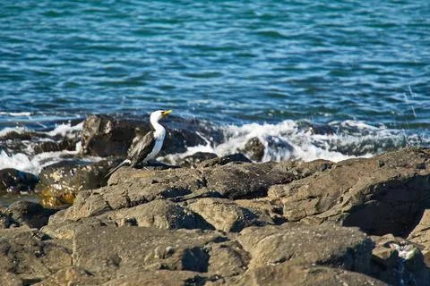 Pied Shag 写真素材
