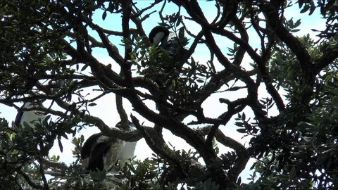 Pied Shag Stretching Видео 107353931