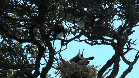 Pied Shags Видео 107353951
