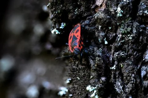 Pied shield bug on lichen-covered bark Stock Photos