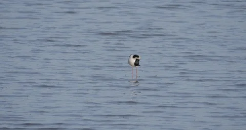 A Pied Stilt cleans itself while standing in shallow water Stock Footage 119750672