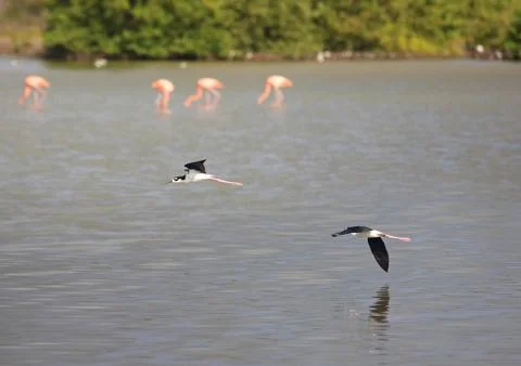 Pied Stilt Stock Photos
