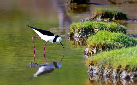 Pied Stilt Stock Photos