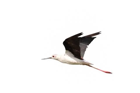 Pied stilt 스톡 사진
