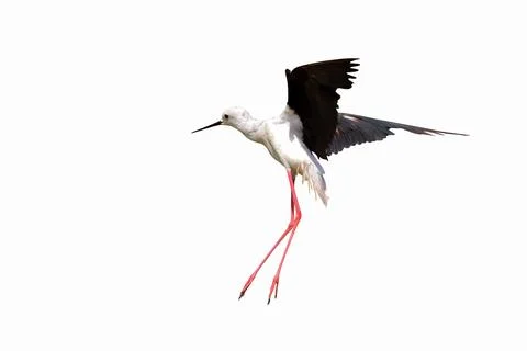 Pied stilt Stock Photos