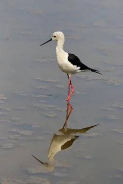 Pied Stilt Foto stock