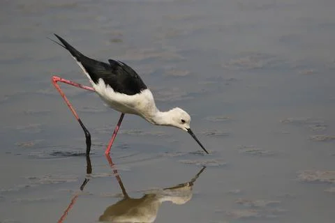 Pied Stilt Stock Photos