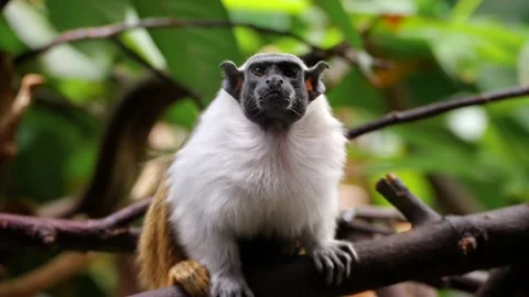 Pied Tamarin Monkey Looking Down From Tree, Critically Endangered Primate Stock Footage 201295220