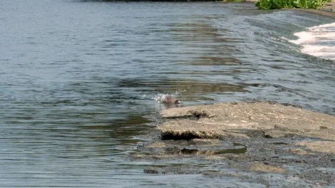 Pied wagtail bird bathing in the river. Slow motion. Stock Footage 113598171