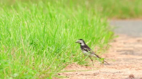 Pied wagtail bird Stock Footage 135392599