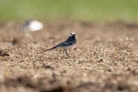 Pied Wagtail Bird Foto stock