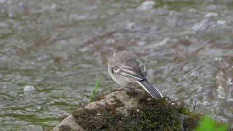 Pied Wagtail Feeding Stock Footage 154221827