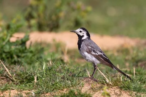 Pied Wagtail on grass in a bank area. Plumage shows traces of breeding stress Stock Photos