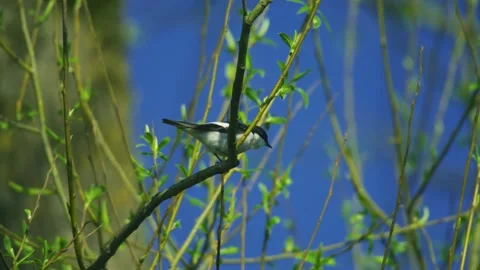 Pied Wagtail Perched on Spring Branch Against Blue Sky Video stock 331100681