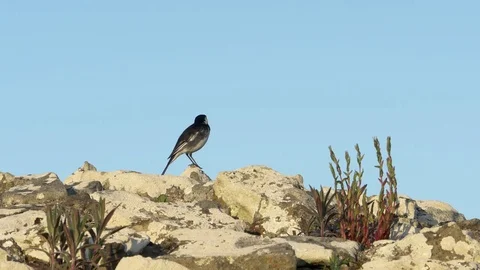 Pied Wagtail Perched on Stone Wall Stock-Footage 72455422