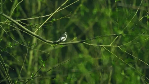 Pied Wagtail Perched on Tree Branch in Spring Woodland Stock-Footage 331136478