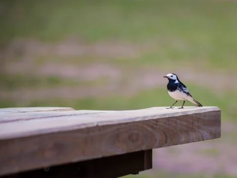 Pied Wagtail Stock Photos