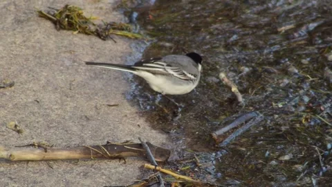 Pied White Wagtail Video stock 244875288