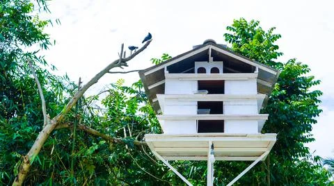 Piegon cage Stock Photos