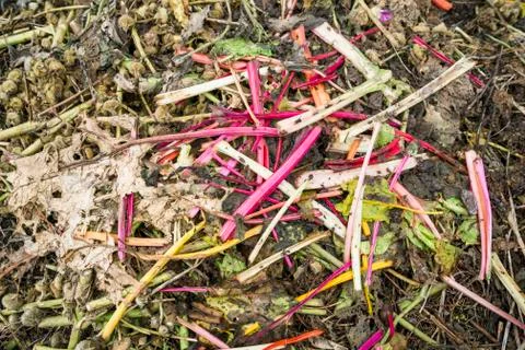 Pieplant stems on a compost heap Stock Photos