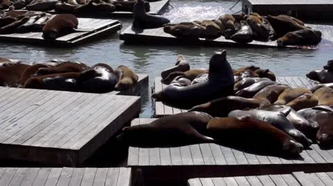 Pier 39 Video stock 10895549