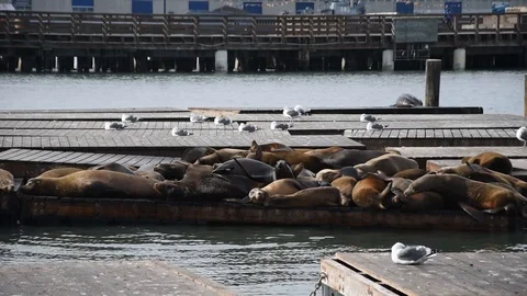 Pier 39 in San Francisco Stock Footage 101240935