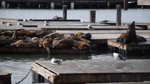 Pier 39 in San Francisco Stock Footage 101240992