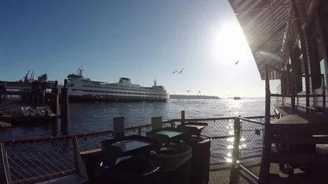 Pier birds Stock Footage 78261957