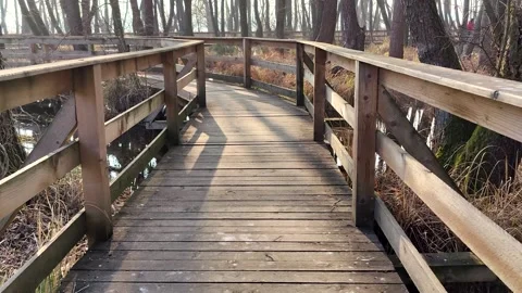 Pier in forest Video stock 151033307