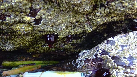 Pier overgrown with sea anemones and crustaceans Stock Footage 230172877