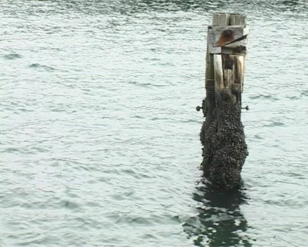 Pier pile long shot Stock Footage 137367