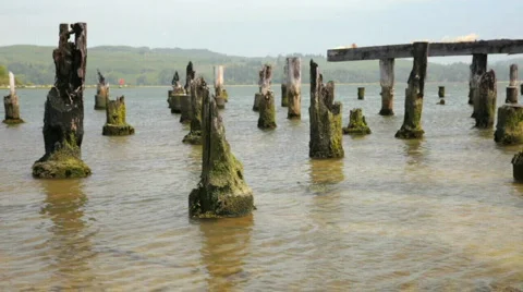 Pier Pilings-Big Web 스톡 동영상 839385