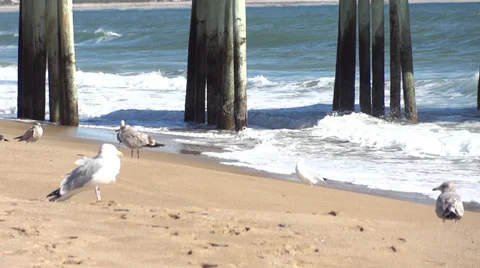 Pier Seagulls Stock Footage 33274027