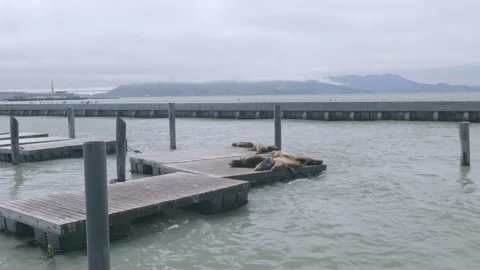 Pier39 Seals Stock Footage 321322780