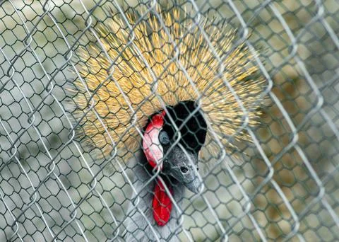 The piercing blue eye of a grey crowned crane stares through the fence, its.. Stock Photos