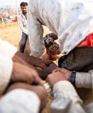 Piercing of camel nose at pushkar camel festival. Stock Photos