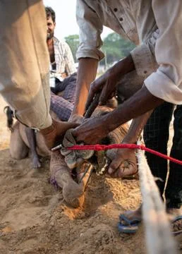 Piercing of camel nose at pushkar camel festival. Stock Photos