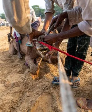 Piercing of camel nose at pushkar camel festival. Stock Photos